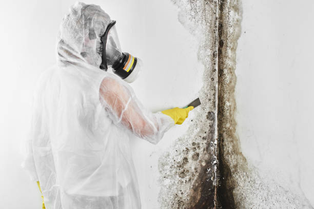 Best Certified Mold Removal  in Willowbrook, CA