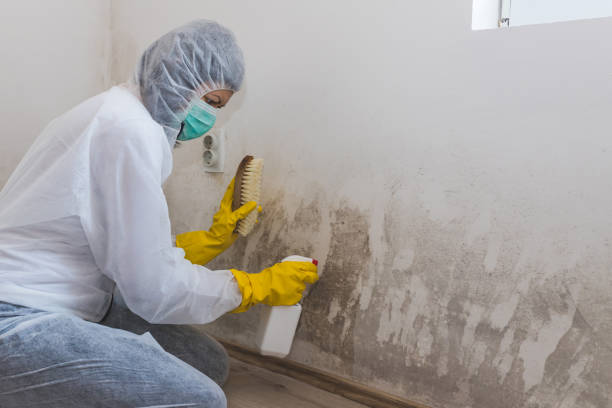 Best Attic Mold Removal  in Willowbrook, CA