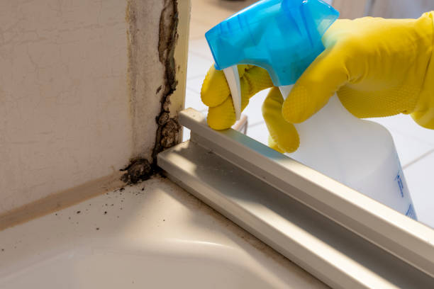 Best Commercial Mold Removal  in Willowbrook, CA