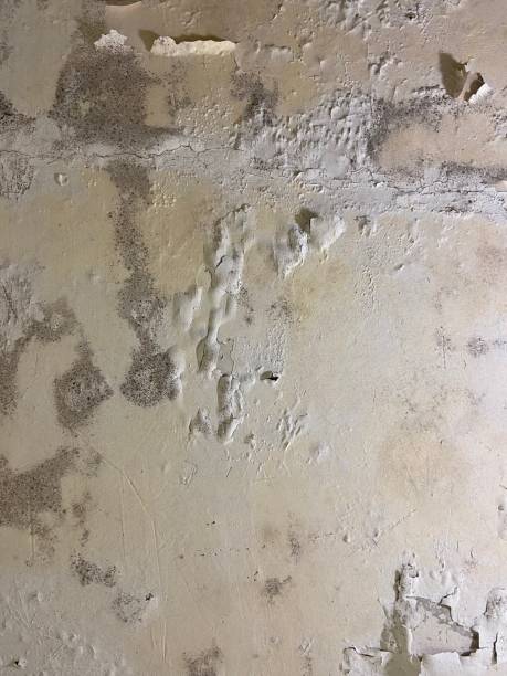 Best Mold Removal Company Near Me  in Willowbrook, CA