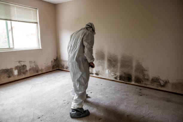 Certified Mold Removal in Willowbrook, CA
