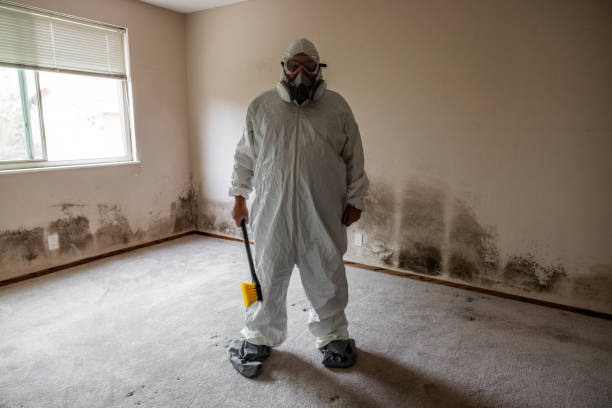Best Attic Mold Removal  in Willowbrook, CA