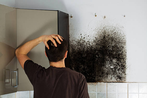 Best Mold Damage Repair  in Willowbrook, CA